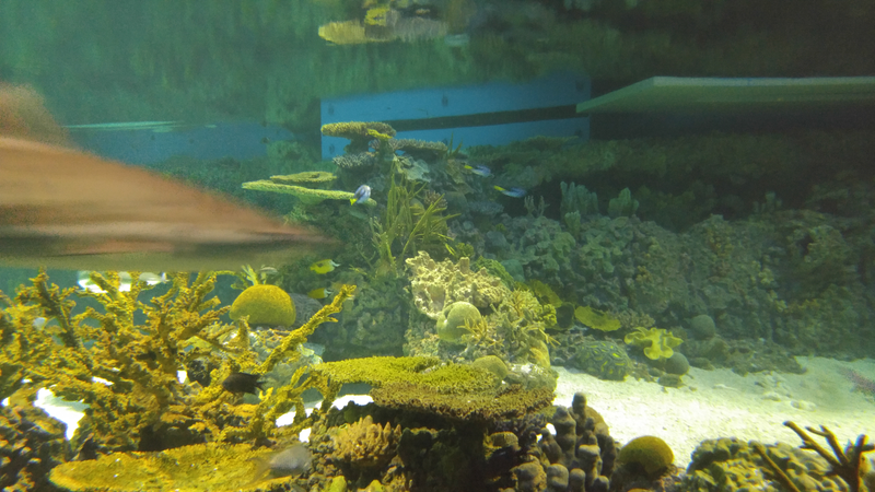 Illustration for article titled National Aquarium Photodump